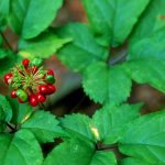 image of ginseng plant and berries