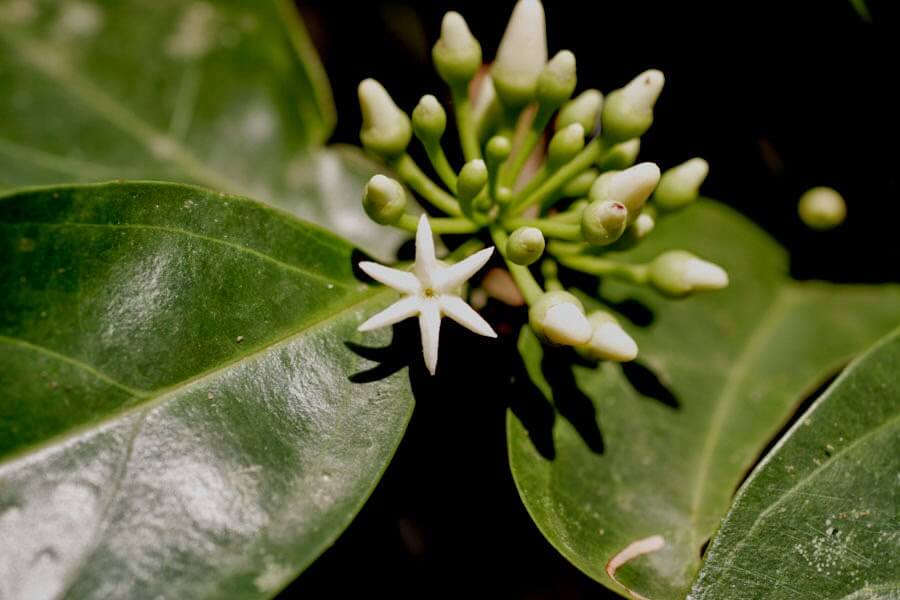 image of Muira Puama Plant and Flower